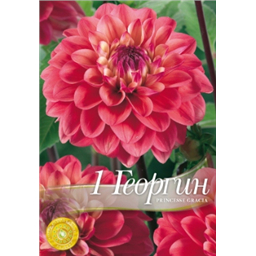 Георгина Принцесс Грация