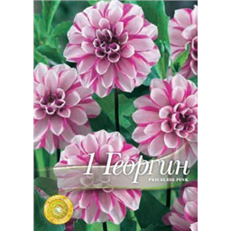 Георгина Прицелис Пинк