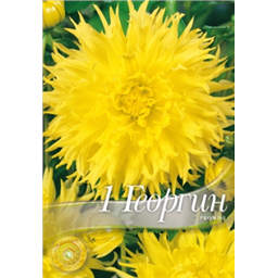 Георгина Промис