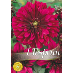 Георгина Пурпл Хаз