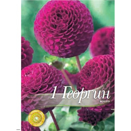 Георгина Рокко