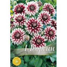 Георгина Сайдлестолз