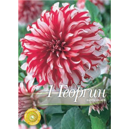 Георгина Санта Клаус