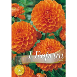 Георгина Сильвия