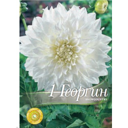 Георгина Сноу Кантри