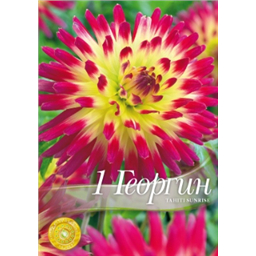 Георгина Тахити Санрайз