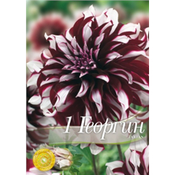 Георгина Тартан