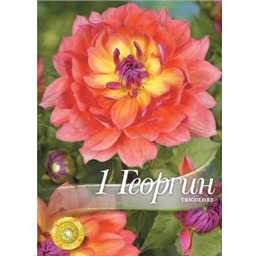 Георгина Триколор