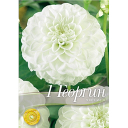 Георгина Вайт Астер