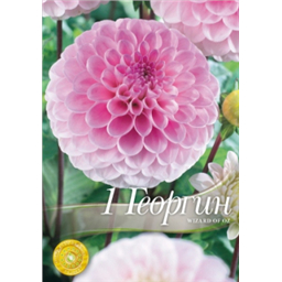 Георгина Визард оф Оз