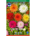 Георгины Смесь Кактусовидных