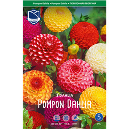 Георгины Смесь Помпонных