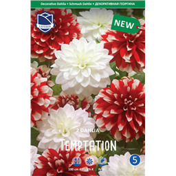 Георгины Смесь Темптейшн