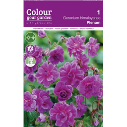 Гераниум Пленум