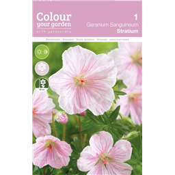 Гераниум Стриатум