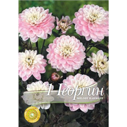 Гергина Мелоди Хармони