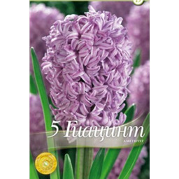 Гиацинт Аметист