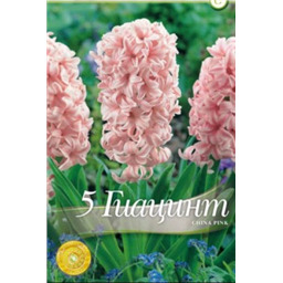 Гиацинт Чайна Пинк