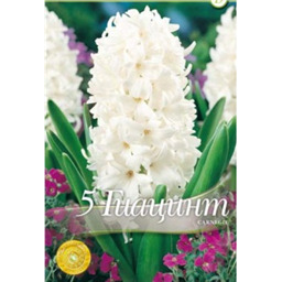 Гиацинт Карнеги