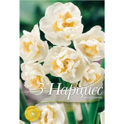 Нарцисс Константинопль