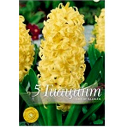 Гиацинт Сити оф Харлем