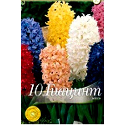 Гиацинт смесь