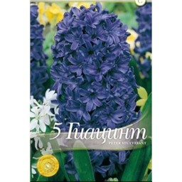 Гиацинт Стувесан