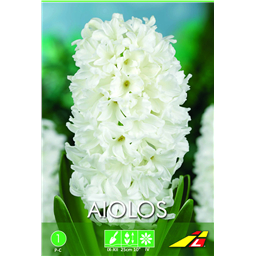 Гиацинт Аиолос(упаковка мини)