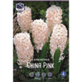 Гиацинт Чайна Пинк