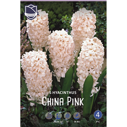 Гиацинт Чайна Пинк