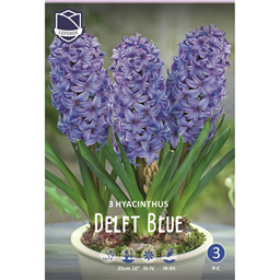 Гиацинт Дельфт Блау