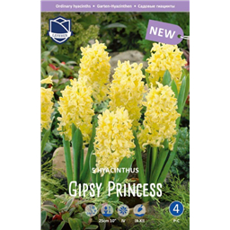 Гиацинт Джипси Принцесс