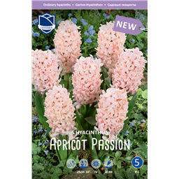 Гиацинт Эприкот Пешн