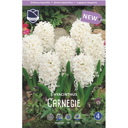 Гиацинт Карнеги