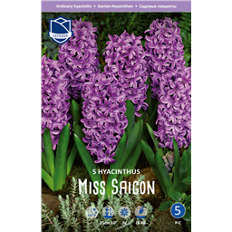 Гиацинт Мисс Сайгон