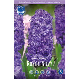 Гиацинт Роял Неви