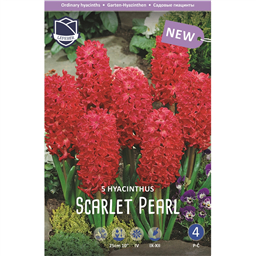 Гиацинт Скарлет Перл