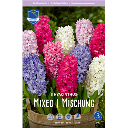 Гиацинт Смесь разноцветных