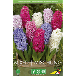Гиацинт Смесь разноцветных(упаковка мини)