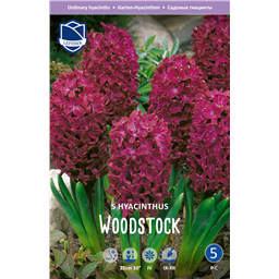 Гиацинт Вудсток