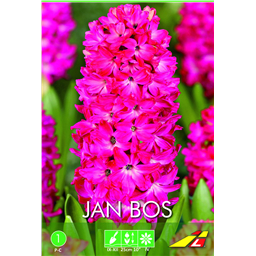 Гиацинт Ян Бос(упаковка мини)