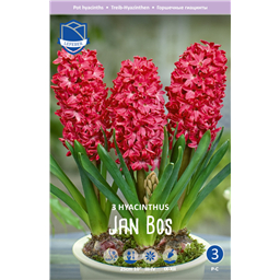 Гиацинт Ян Бос