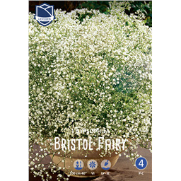 Гипсофила Бристол Фэйри
