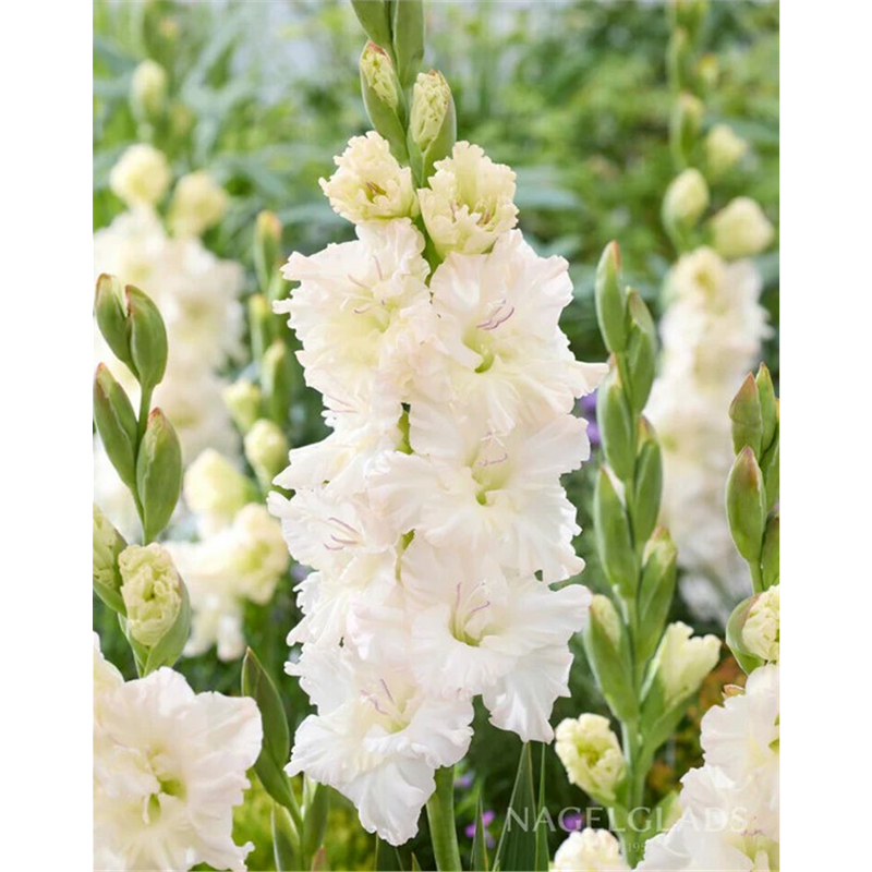 Гладиолус Айвори Перфекшн