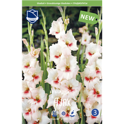 Гладиолус Аякс