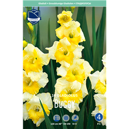 Гладиолус Багги