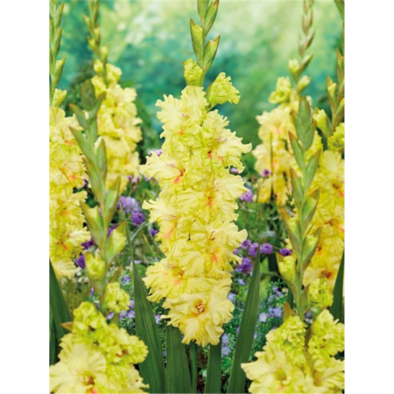 Гладиолус Бернинг Санрайз