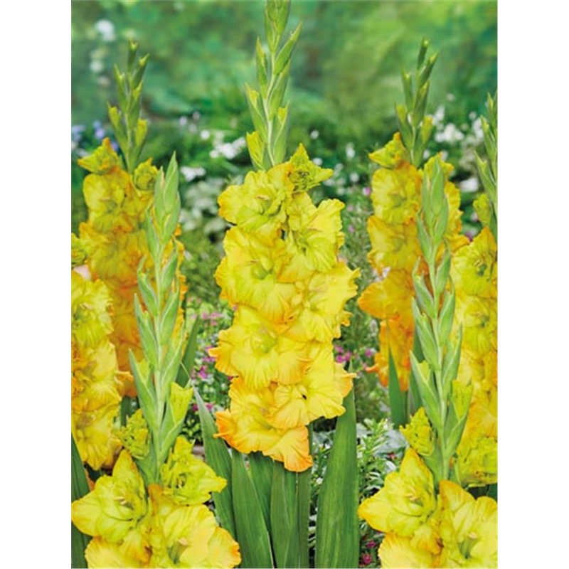 Гладиолус Блитц Фьюжен