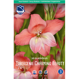 Гладиолус Чарминг Бьюти