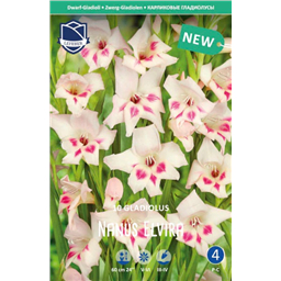 Гладиолус Эльвира